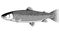 Atlantic salmon fish black and white