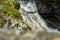 Atlantic salmon fish leaping a foamy waterfall in Scotland