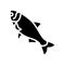 atlantic salmon glyph icon vector illustration