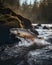 Atlantic salmon jumping out of a rushing river in a forested landscape