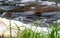 Atlantic salmon leaping rapids to find nesting place. Fish swimming in river upstream to breed