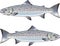 Atlantic Salmon vector art illustration