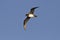 Atlantic or Schlegels petrel flying over the Atlantic Ocean autumn day