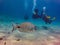 Atlantic sea bream with scuba divers off the Canary Islands