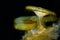 Atlantic sea nettle jellyfish Chrysaora quinquecirrha or East Coast sea nettle