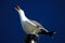 Atlantic seagull (Larus spp.) in Reykjavik, Iceland