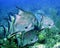 Atlantic Spadefish