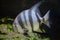 Atlantic spadefish (Chaetodipterus faber).