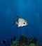 Atlantic spadefish on coral reef