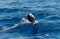 An Atlantic spotted dolphin doing a flip and jumping out the sea water