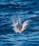 An Atlantic spotted dolphin swimming in sea water