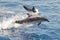 Atlantic spotted dolphins