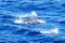 Atlantic Spotted Dolphins