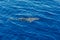 Atlantic striped dolphins near the Azores Island. Dolphin in the ocean waves