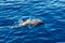 Atlantic striped dolphins near the Azores Island. Dolphin in the ocean waves