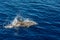 Atlantic striped dolphins near the Azores Island. Dolphin in the ocean waves