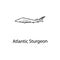 atlantic sturgeon icon. Element of marine life for mobile concept and web apps. Thin line atlantic sturgeon icon can be used for w