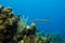 Atlantic Trumpetfish Aulostomus maculatus swimming near coral reef