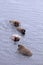 Atlantic walrus in shallow waters of Barents sea. Arctic