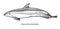 Atlantic White-sided dolphin illustration, drawing, engraving, ink, line art, vector