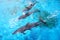 Atlantic white-sided dolphins swimming