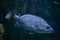 Atlantic wreckfish Polyprion americanus.