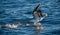 Atlantic yellow-nosed albatross takes off, running on the water. Scientific name: Thalassarche chlororhynchos. Cape Point. South