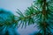 Atlantica branch Cedrus on blurred background