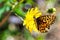 An Atlantis Fritillary rests on a yellow flower