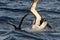 Atlantische Geelsnavelalbatros, Atlantic Yellow-nosed Albatross, Thalassarche chlororhynchos