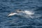 Atlantische vlekdolfijn, Atlantic Spotted Dolphin, Stenella frontalis