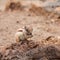 Atlantoxerus getulus, Barbary Ground Squirrel