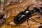 Atlas beetle on dried leaf