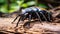 Atlas beetle (Scientific name Chalcosoma atlas) , famous exotic pets. generative ai