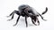 Atlas beetle (Scientific name Chalcosoma atlas) , famous exotic pets. generative ai