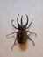 Atlas beetle with three horns