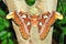 Atlas Moth