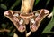 Atlas moth