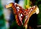 Atlas moth