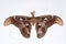 Atlas Moth