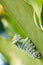 Atlas Moth (Attacus atlas) Caterpillar