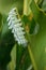 Atlas Moth (Attacus atlas) Caterpillar