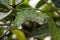 Atlas moth - Attacus atlas - caterpillar on its host plant stem