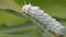 Atlas at moth Attacus atlas Is a large saturniidae moth found in the tropical