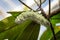 Atlas Moth Caterpillar Attacus Atlas on a Branch with Leaves