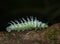 Atlas Moth Caterpillar seen at Goa,India