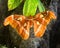 Atlas moth close-up, also known as snakehead butterfly, displaying beautiful wingspan of the second largest moth in the world