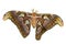 Atlas Moth Cutout