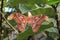 The Atlas Moth, the largest butterfly in the world