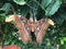 Atlas Moth on a magnolia plant